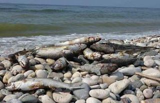 Mersin sahillerinde endişelendiren görüntü