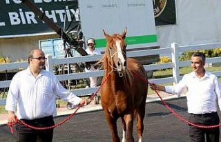 Milyonluk taylar, peynir ekmek gibi satıldı