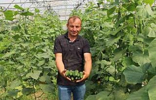 Modern seralarda hasat bereketi