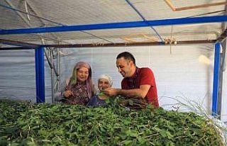 Muğla Büyükşehir’den ipekböcekçiliğine tam...