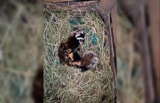 Muş’ta nesli tehlike altındaki ‘alaca sansar’...