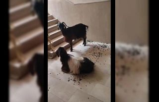 Muş’ta serinlemek için apartmana giren iki keçinin...