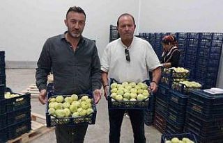 Mut beyaz inciri ihracata gidiyor