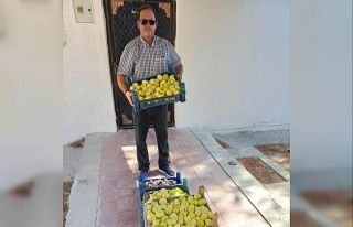 Mut’ta beyaz incir hasadı başladı