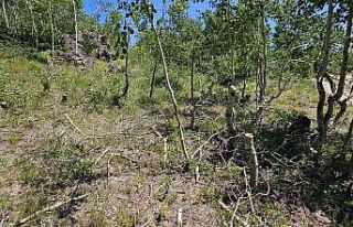 Nemrut Kalderası’nda ağaç katliamı
