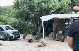 Nemrut’taki ayılar bu kez belgeselcilere saldırdı