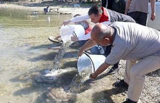 Nevşehir’de 856 Bin yavru sazan balığı sularla...