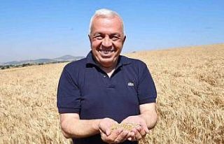 Nilüfer’de buğday hasadı başladı