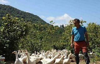 Ordu’da ‘alım garantili’ kaz yetiştiriciliği...