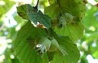 Ordu’da fındık hasat tarihleri açıklandı: Üreticilere...