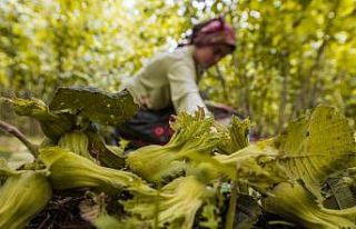 Ordu’da fındık toplamaya rekor başvuru