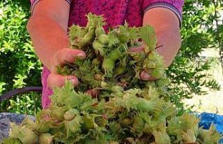 Ordu’da taze fındık tezgahlarda: Kilosu 200 TL