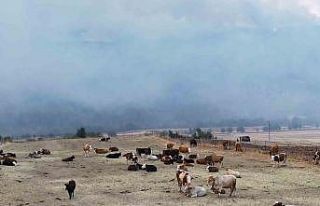Orman yangını köye yaklaştı, hayvanlar güvenli...