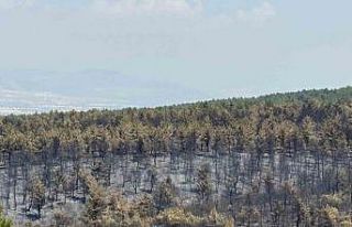 Orman yangınında zarar gören alanlar için yeşillendirme...