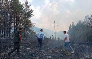 Ormanlık alandaki örtü yangını kontrol altına...