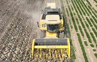 Osmaniye’de Ayçiçek hasadı başladı