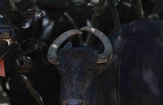 (ÖZEL) Boynuzları kalp şeklinde olan manda dikkat...