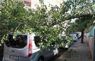 Park halindeki araca ağaç devrildi