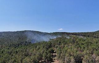 Pendik’te ormanlık alanda çıkan yangına müdahale...