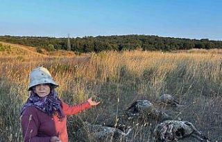 Pendik’te sokak köpekleri ağıla girdi: 5 koyun...