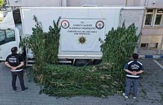 Polis, ayçiçeği tarlasının ortasına ekili 5...