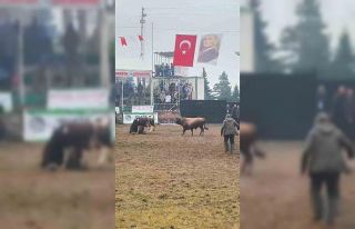 Rakibinden kaçan boğa, bakıcısını boynuzla yere...