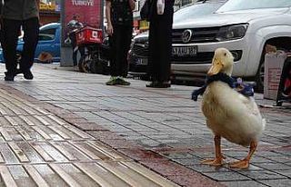 Rize’nin caddelerinin maskotu oldu