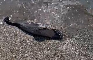 Sahilde ölü yunus bulundu