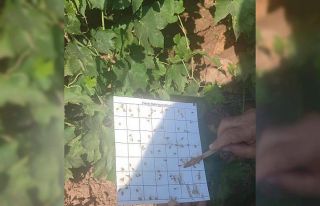 Salihli’de bağcılara salkım güvesi ve unlu bit...