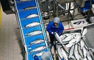 Samsun, su ürünleri ihracatında çıtayı yükseltiyor