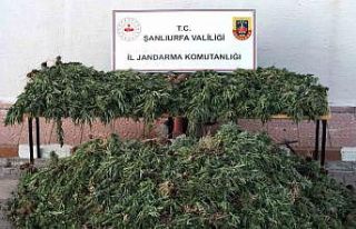 Şanlıurfa’da dron destekli uyuşturucu operasyonu:...