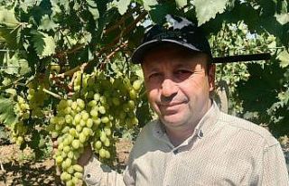 Sarıgöl Ovası’nda erkenci üzüm alımları başladı