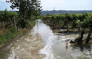 Sarıgöl Ovası’nda üzüme can suyu