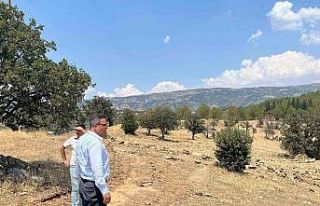 Sarıgöl’e sokak hayvanları için doğal yaşam...