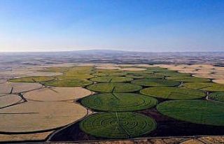 Sarıya boyanan araziler yeni evlenen çiftlerin akınına...
