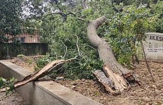 Sarıyer’de yaş ağaç mezarlıkların üzerine...