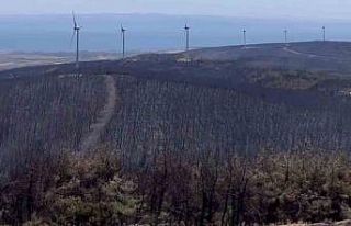 Şarköy’de orman yangınında küle dönen alanın...