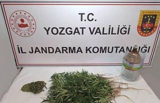 Şefaatli’de 40 kök kenevir ele geçirildi