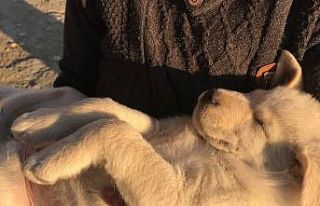 Sıcak havalar evcil hayvanları depresyona sokabilir