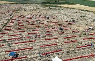 Sıcaklıkların 40 dereceyi geçtiği Amik Ovası’nda...