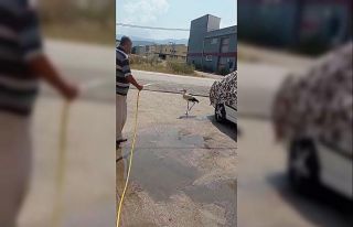 Sıcaktan bunalan leyleği hortumla serinletti