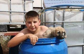 Sıcaktan bunaldı yavru kangal ile aynı varilin...