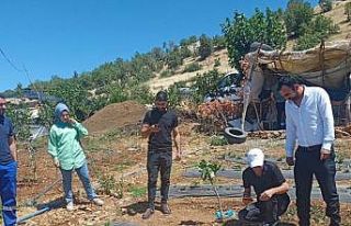 Siirt’te bitkisel üretim alanlarında hastalık...