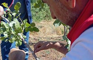 Siirt’te fıstık üreticilerine uygulamalı eğitim
