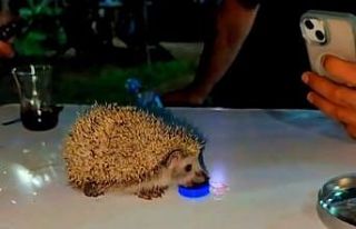 Siirt’te susayan kirpiye vatandaşlar su içirdi