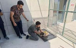 Siirt’te yaralı kuşlar tedavilerinin ardından...