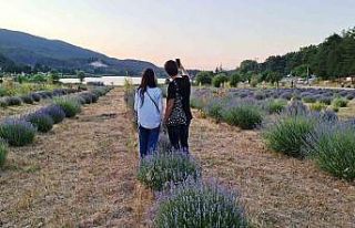 Simav Gölcük Yaylasındaki lavanta bahçesi doğal...