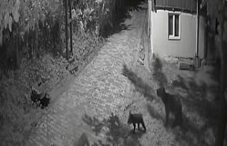 Sinop’ta anne ayı ve yavrularının dut yeme anları...