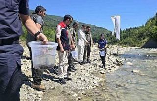 Sinop’ta derelere kırmızı benekli alabalık takviyesi