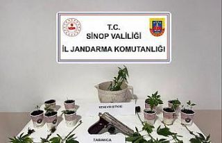 Sinop’ta jandarmadan kenevir operasyonu: 4 şüpheliye...